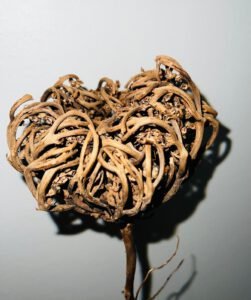 Fleur de Jericho